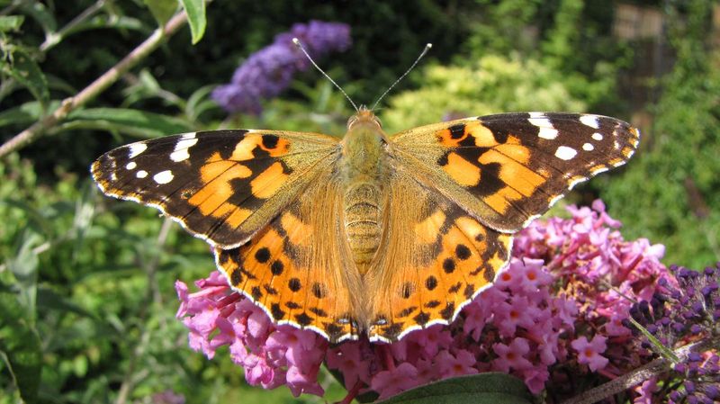 Painted Lady