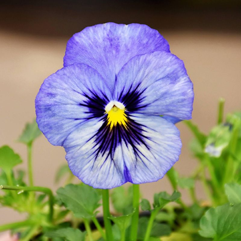 Pansy