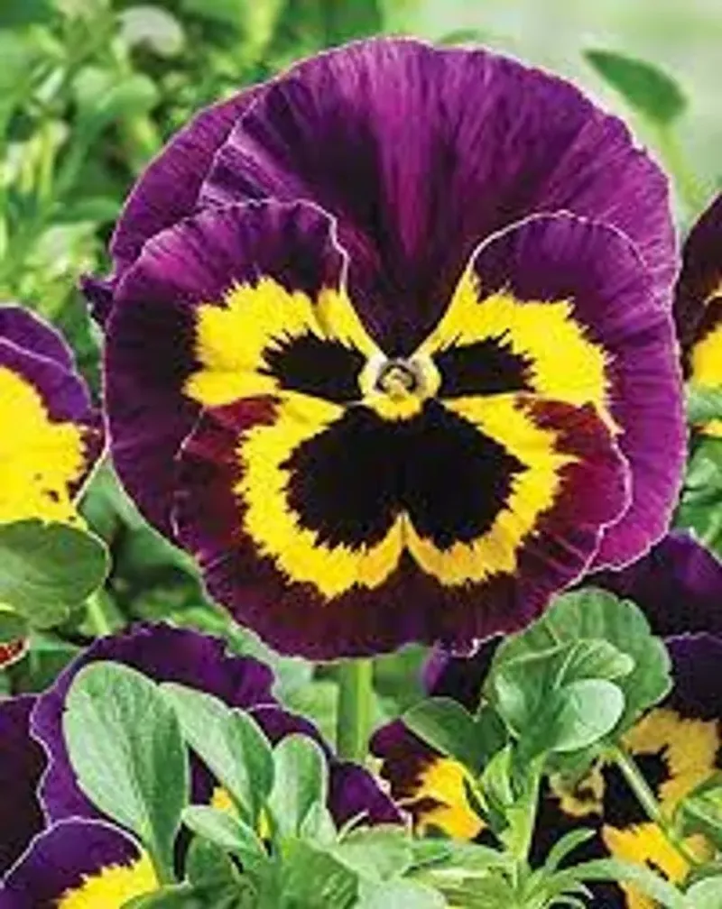 Pansy (Viola tricolor var. hortensis)