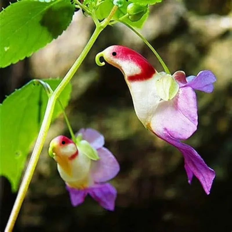 Parrot Flower (Impatiens psittacina)