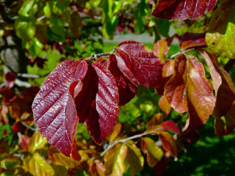 Parrotia persica (Persian Ironwood)