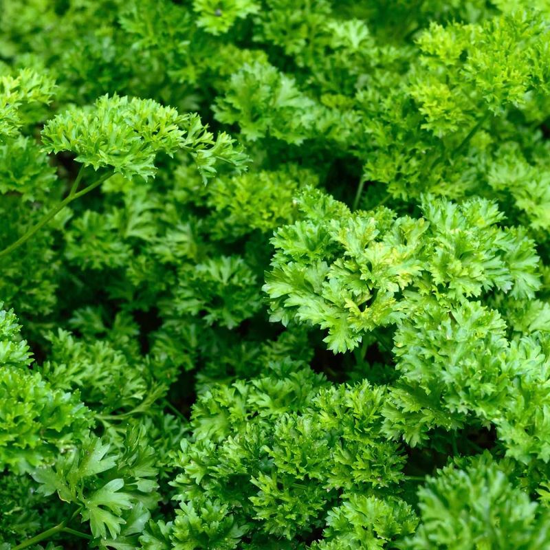 Parsley (Petroselinum crispum)