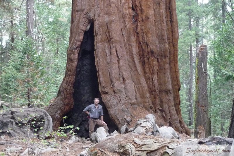 12 Colossal Trees Defying the Laws of Nature - Complete Gardening