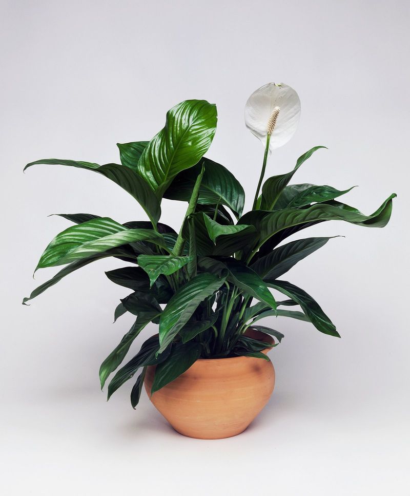 Peace Lily