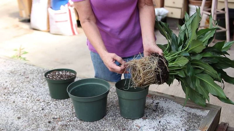 Peace Lily (Spathiphyllum)