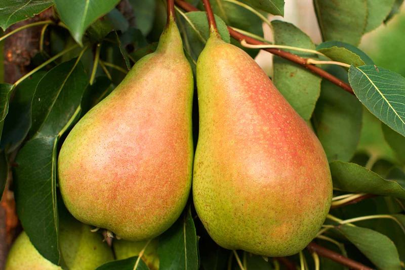 Pears