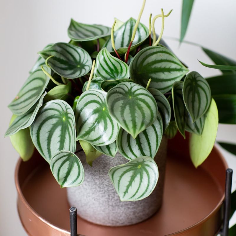 Peperomia Watermelon (Peperomia argyreia)