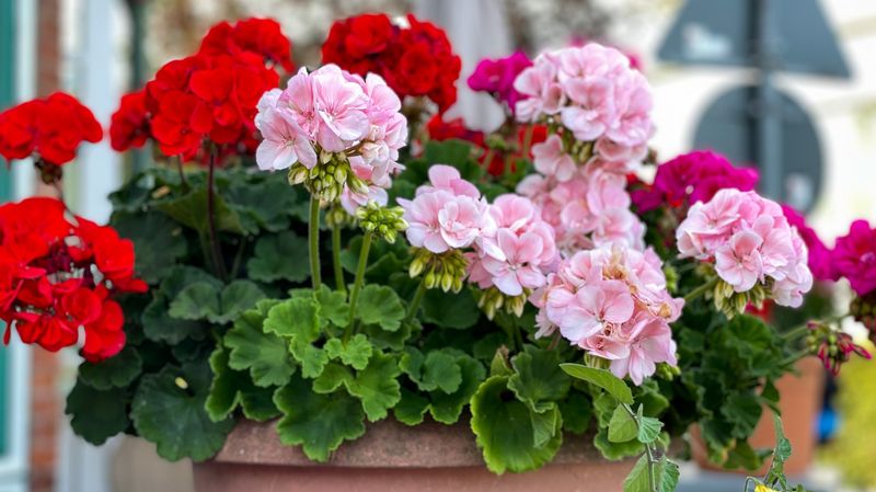 Petunias and Geraniums