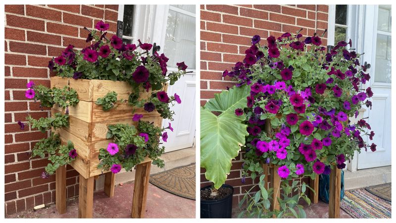 Petunias