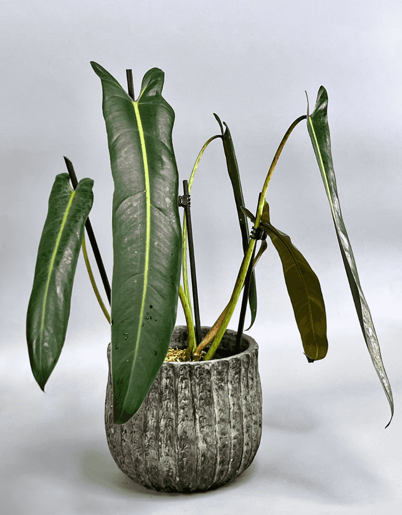 10 Stunning Rare Plants That Everyone Wants To Own Complete Gardening