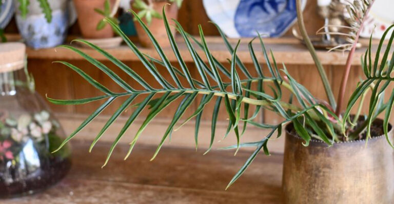 Philodendron Tortum Care: 12 Expert Tips to Grow This Rare Beauty at Home