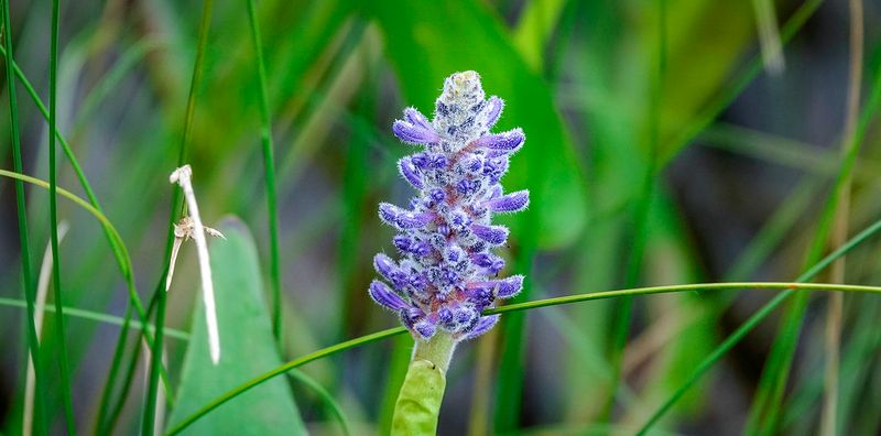 Pickerelweed