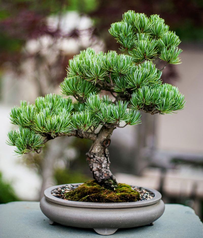 Pine Bonsai