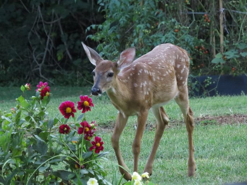 Plant Deer-Resistant Species