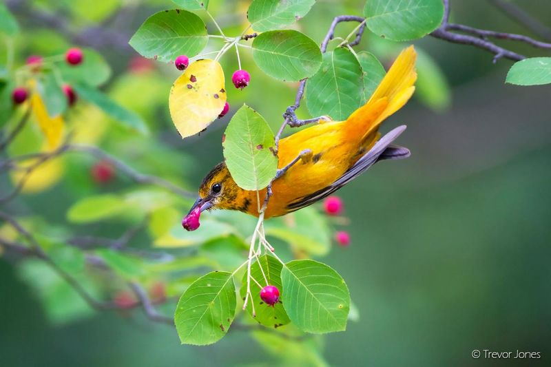 Plant Fruit-Bearing Trees