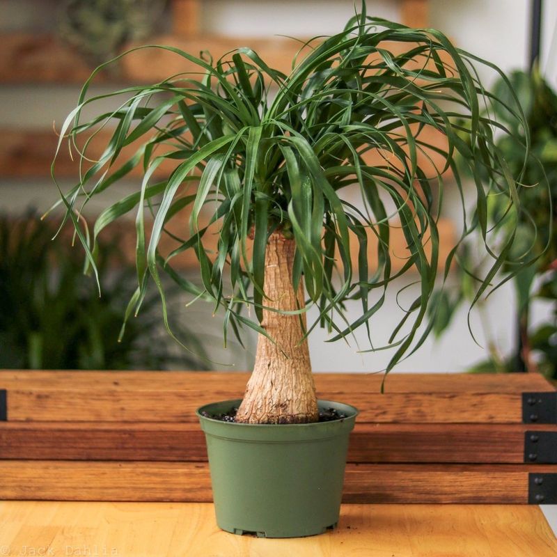 Ponytail Palm (Beaucarnea recurvata)