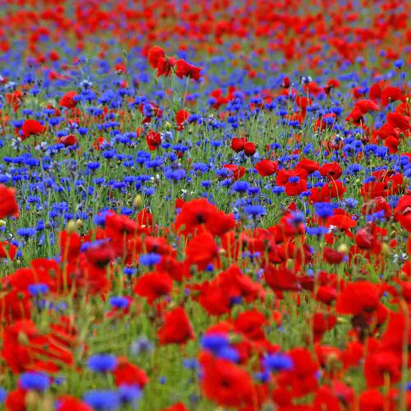 Poppies and Bachelor Buttons