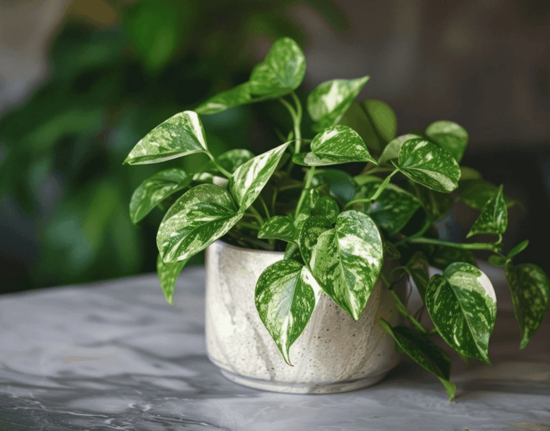 Pothos (Epipremnum aureum)