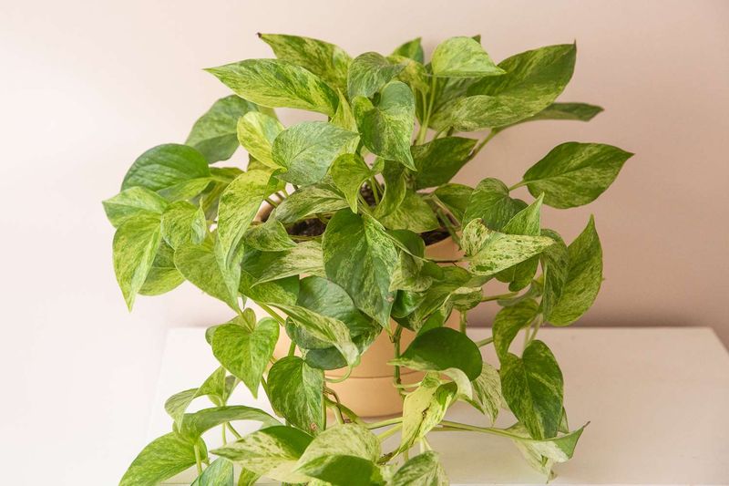 Pothos