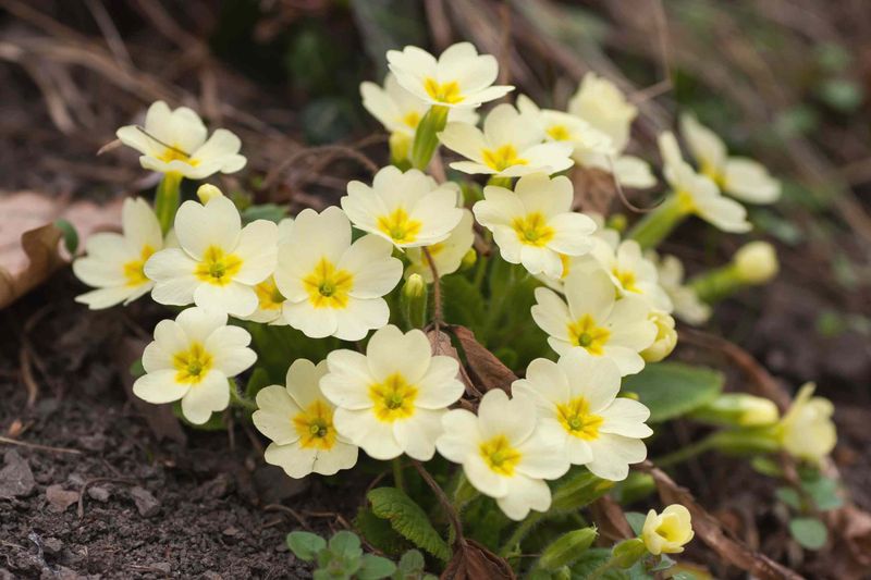 Primrose (Primula vulgaris)