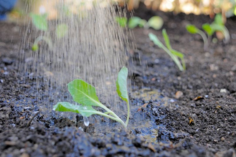 Provide Adequate Watering