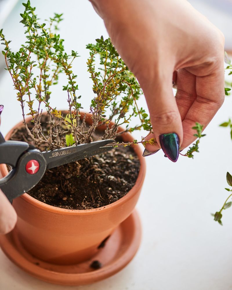 Prune Dead Plant Parts