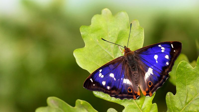 Purple Emperor