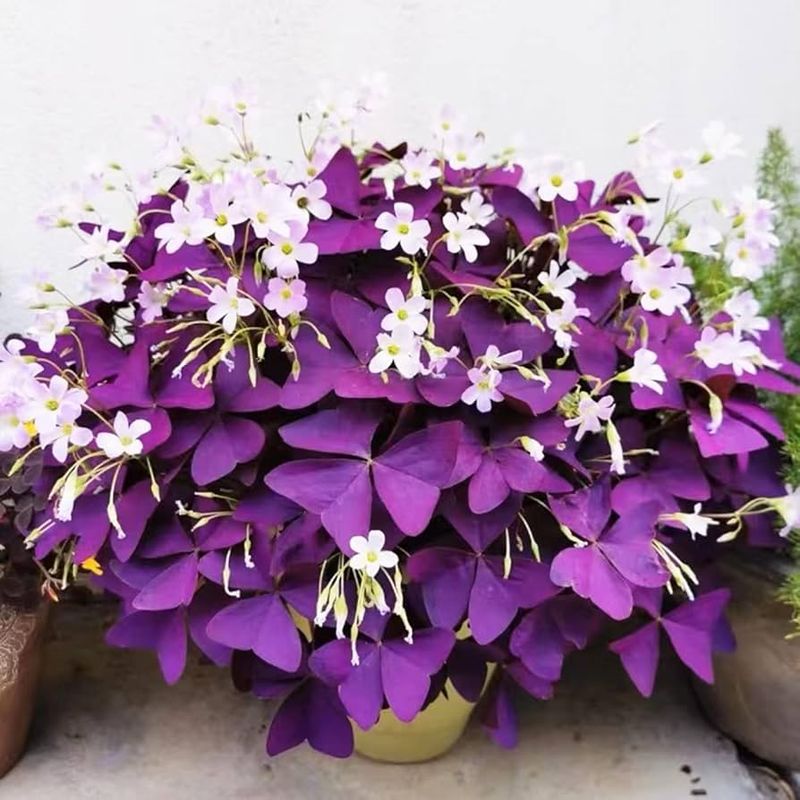 Purple Shamrock (Oxalis triangularis)