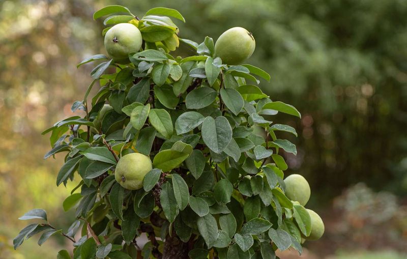 Quince Tree