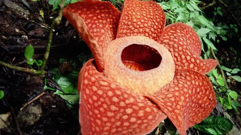 Rafflesia Arnoldii