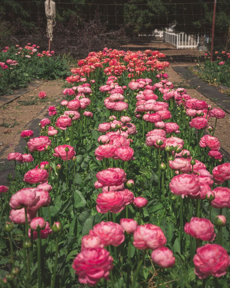 Ranunculus