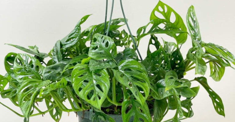 Rare Houseplant Expert Reveals 8 Stunning, Low-Maintenance Varieties to Transform Your Collection