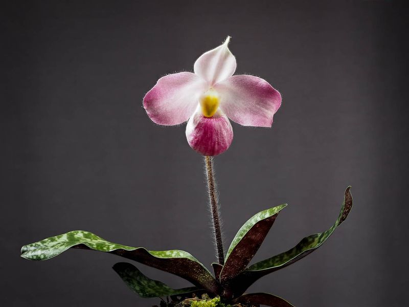 Rarest Orchid (Paphiopedilum vietnamense)