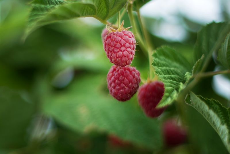 Raspberries