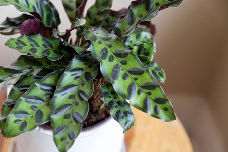 Rattlesnake Plant