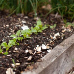 Recharge Raised Bed Soil This Winter with 5 Easy Kitchen Scraps