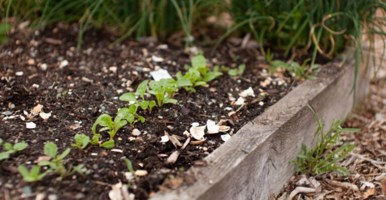Recharge Raised Bed Soil This Winter with 5 Easy Kitchen Scraps
