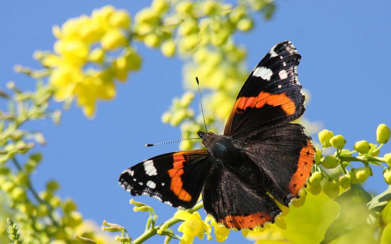 Red Admiral