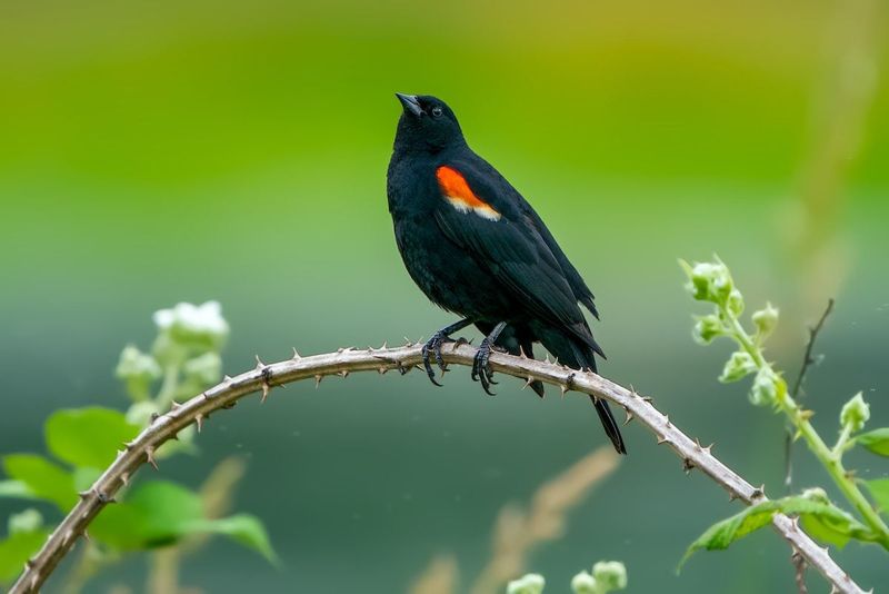 Red-winged Blackbird