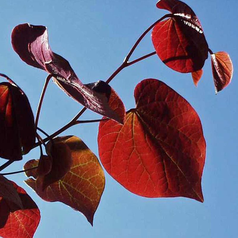 Redbud Tree