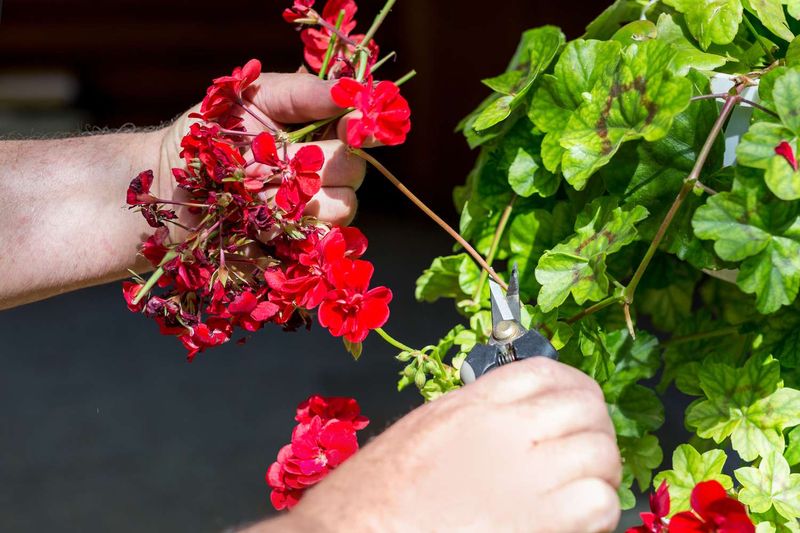 Regular Deadheading