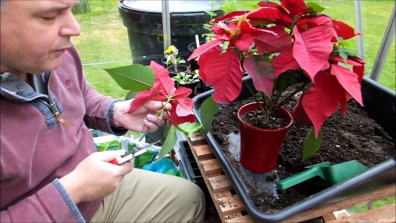 Repotting When Necessary