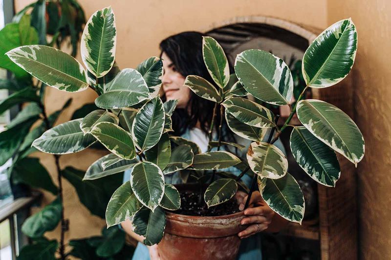 Rubber Plant (Ficus elastica)