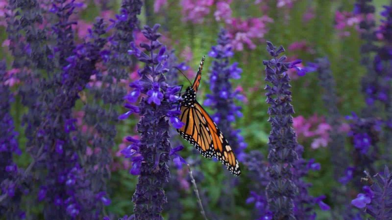 Russian Sage