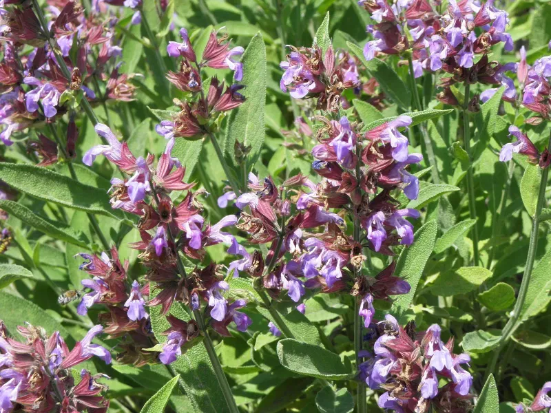 Sage (Salvia officinalis)