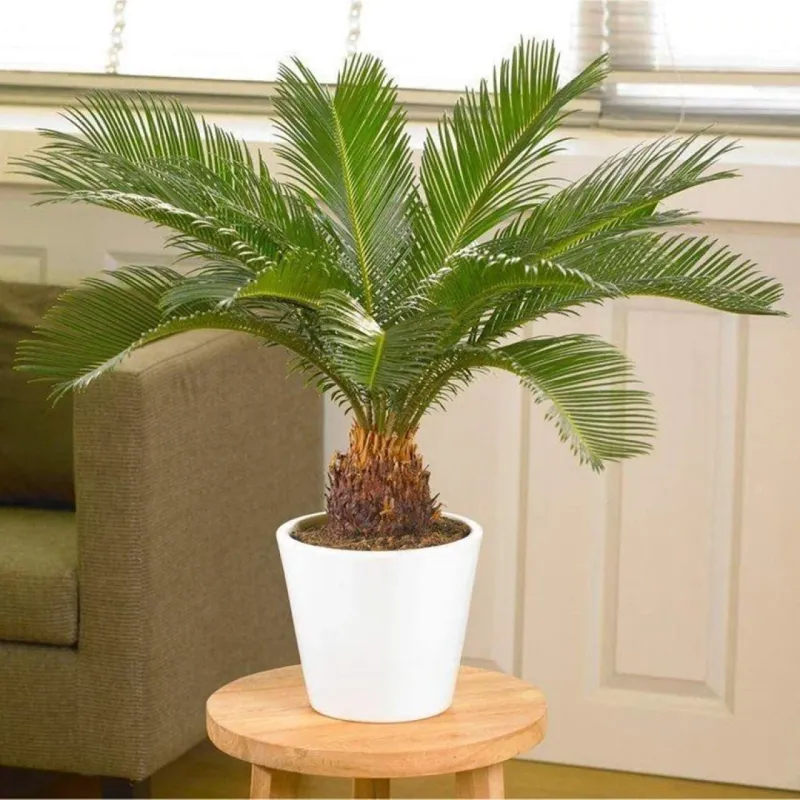 Sago Palm (Cycas revoluta)