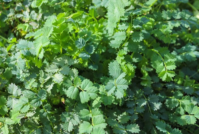 Salad Burnet