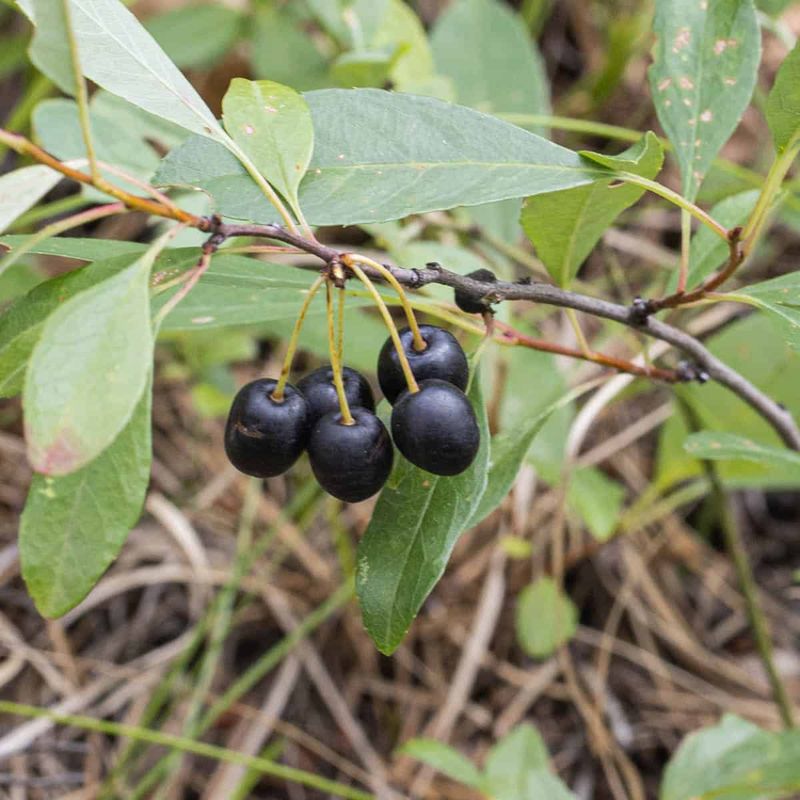 Sand Cherry (Prunus pumila)