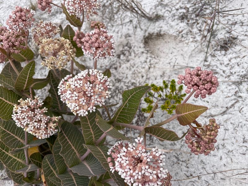 Sandhill Milkweed (Asclepias humistrata)