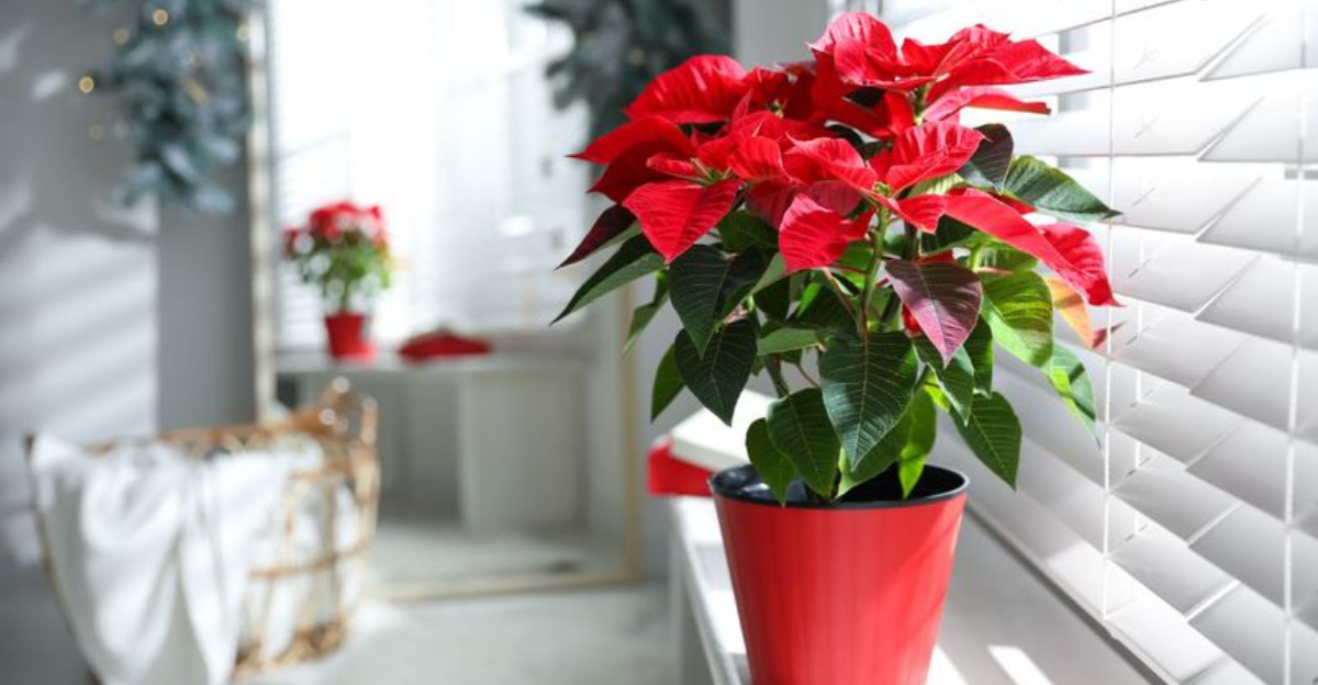 Saving Your Poinsettia: Care Tips After the Holidays